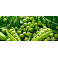 Bulk-supply Food Additive Organic Pea Starch